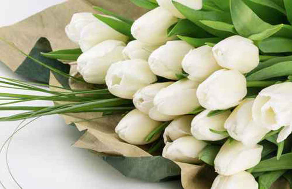 tulips white